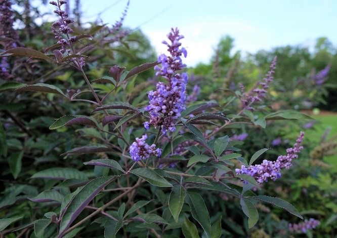 Flipside Vitex Maxjpgjpg